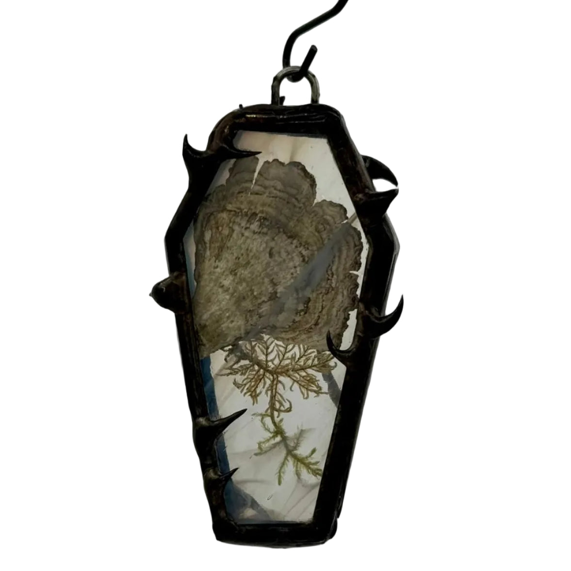 Turkey tail mushroom mini coffin