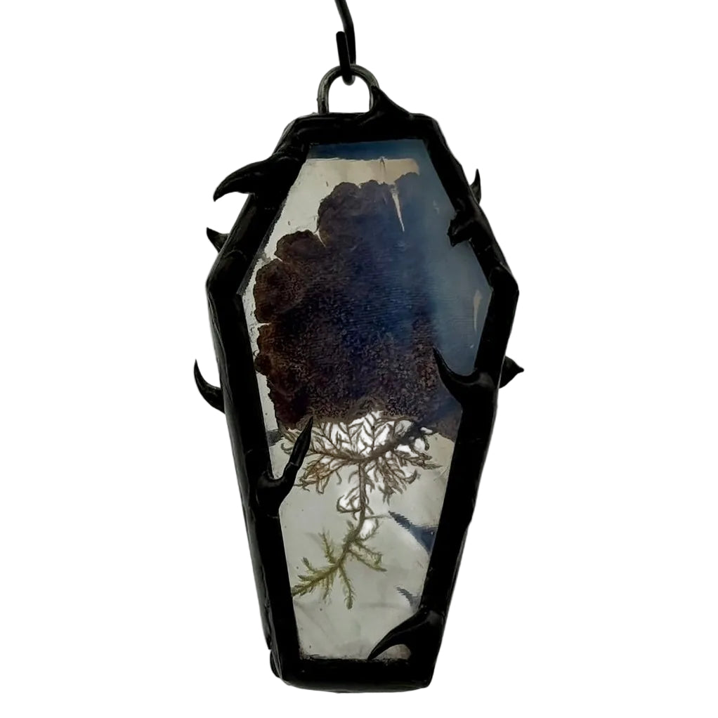 Turkey tail mushroom mini coffin